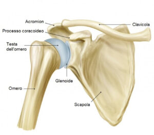 Articolazione della spalla