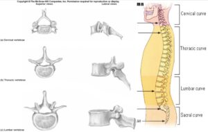 Colonna vertebrale e vertebre