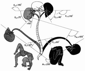 Movimenti Colonna vertebrale