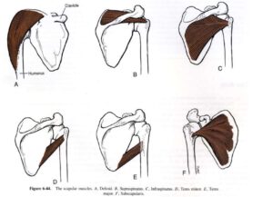 Muscoli spalla