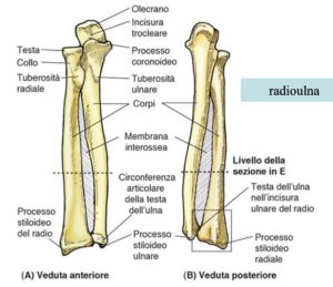 Ossa radio e ulna