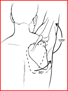 gradi di movimento scapola
