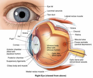 Anatomia occhio