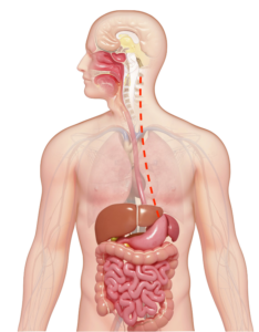 Relazione tra Cervicale e stomaco