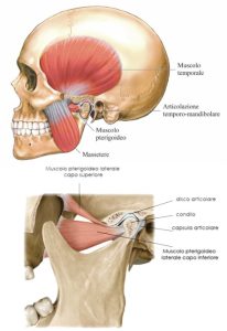 due immagini di un teschio con il dettaglio anatomico dei muscoli e dell'articolazione temporo mandibolare